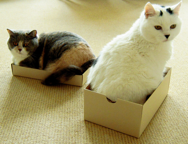 cats in boxes